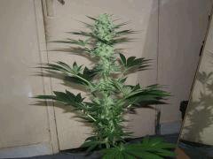 DSCF2117
