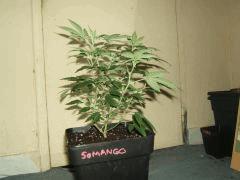 DSCF2924