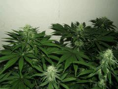 DSCF2297