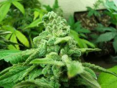 DSCF1555