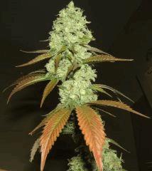 DSCF2921