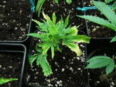 DSCF1693