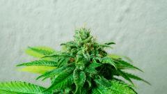 DSC01641