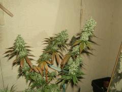 DSCF2889