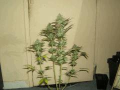 gallery 741085 2095 912503