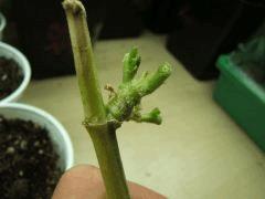 DSCF2179