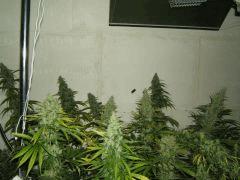 DSCF2580