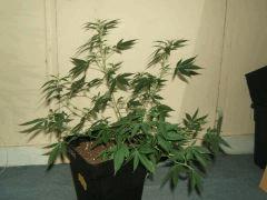 DSCF3132