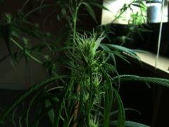 DSCF1437
