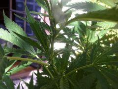 IMG 3727 001
