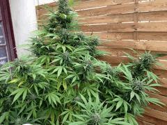 IMG 0630