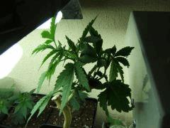 DSCF2095