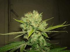 DSCF2559