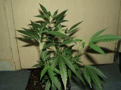 DSCF2734