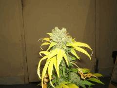 DSCF2207