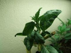 DSCF2033