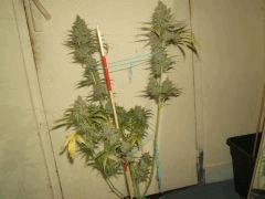 DSCF3559
