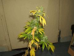 DSCF2204