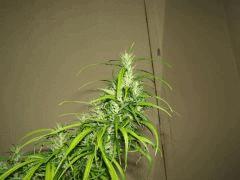 DSCF2226