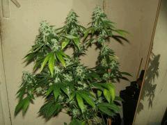 DSCF2691