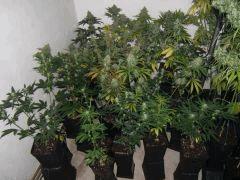 DSCF2780