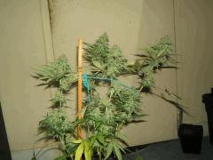 DSCF2682