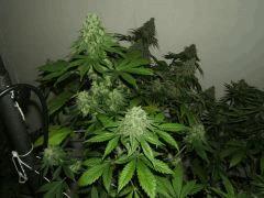 DSCF1359