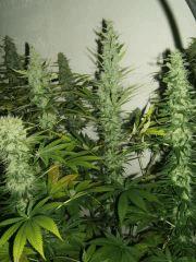 DSCF2416