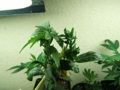 DSCF2067