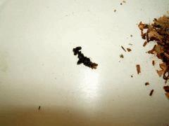 DSCF1774