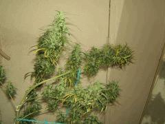 DSCF2770