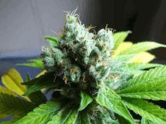 DSCF2043