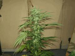 DSCF2261