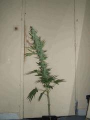 DSCF2509