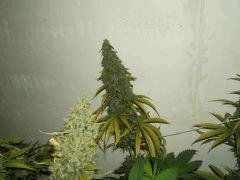DSCF2868