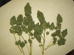 DSCF1756