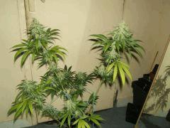 DSCF2671