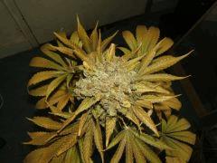 DSCF2879