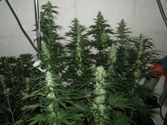 DSCF2184