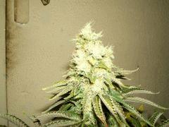 DSCF1811
