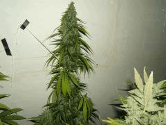 DSCF2632