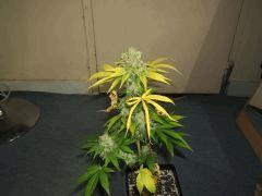 DSCF2146