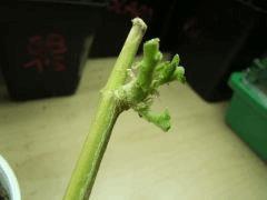 DSCF2178