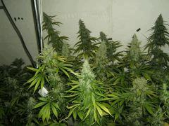 DSCF2563