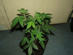 DSCF2736