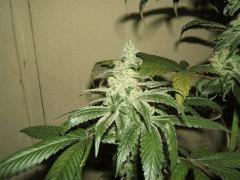 DSCF2897