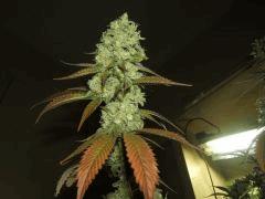 DSCF2920