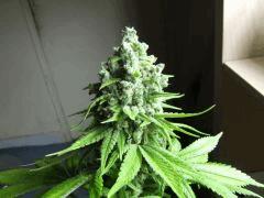 DSCF2064