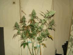 DSCF2672