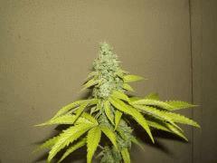 DSCF3574